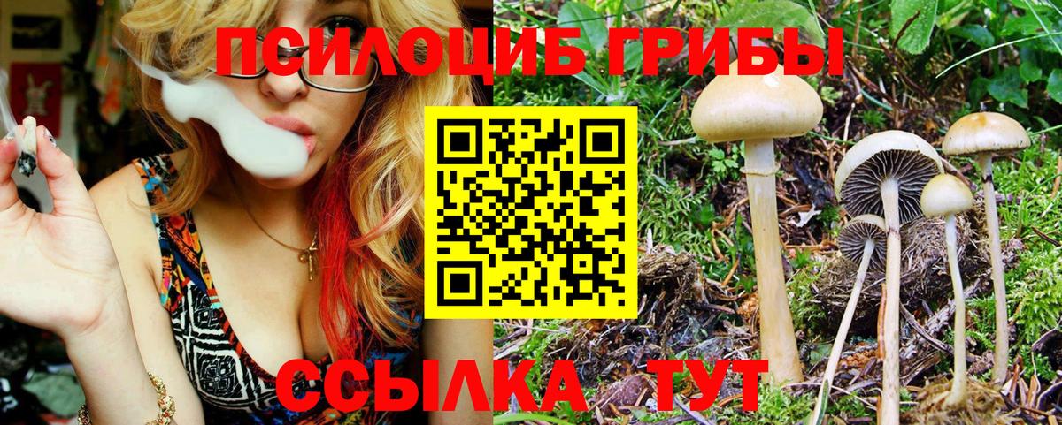 Галлюциногенные грибы Cubensis Белово